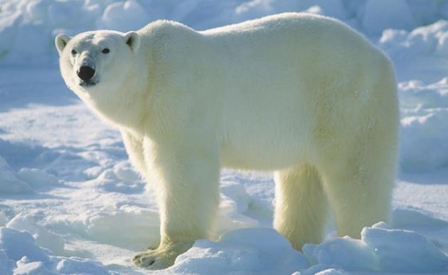 polar1 polar1