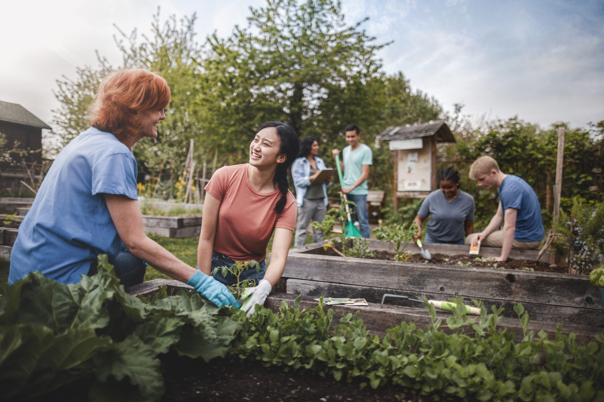 Multiracial group of young men and young women gather as volunteers to plant vegetables in community garden with mature woman project manager advice and teamwork