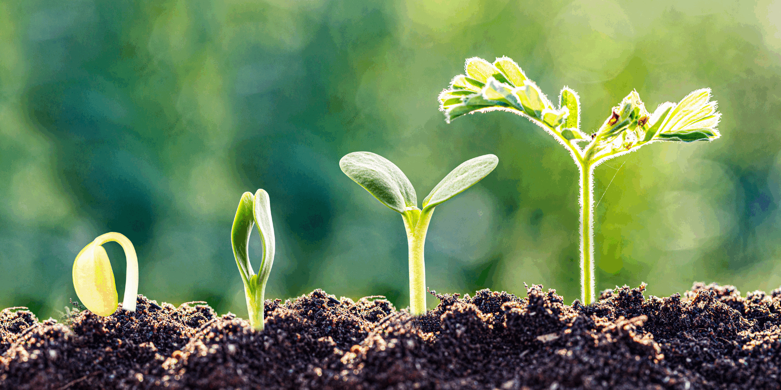 Untitled design - 2026-01-20T145655.805